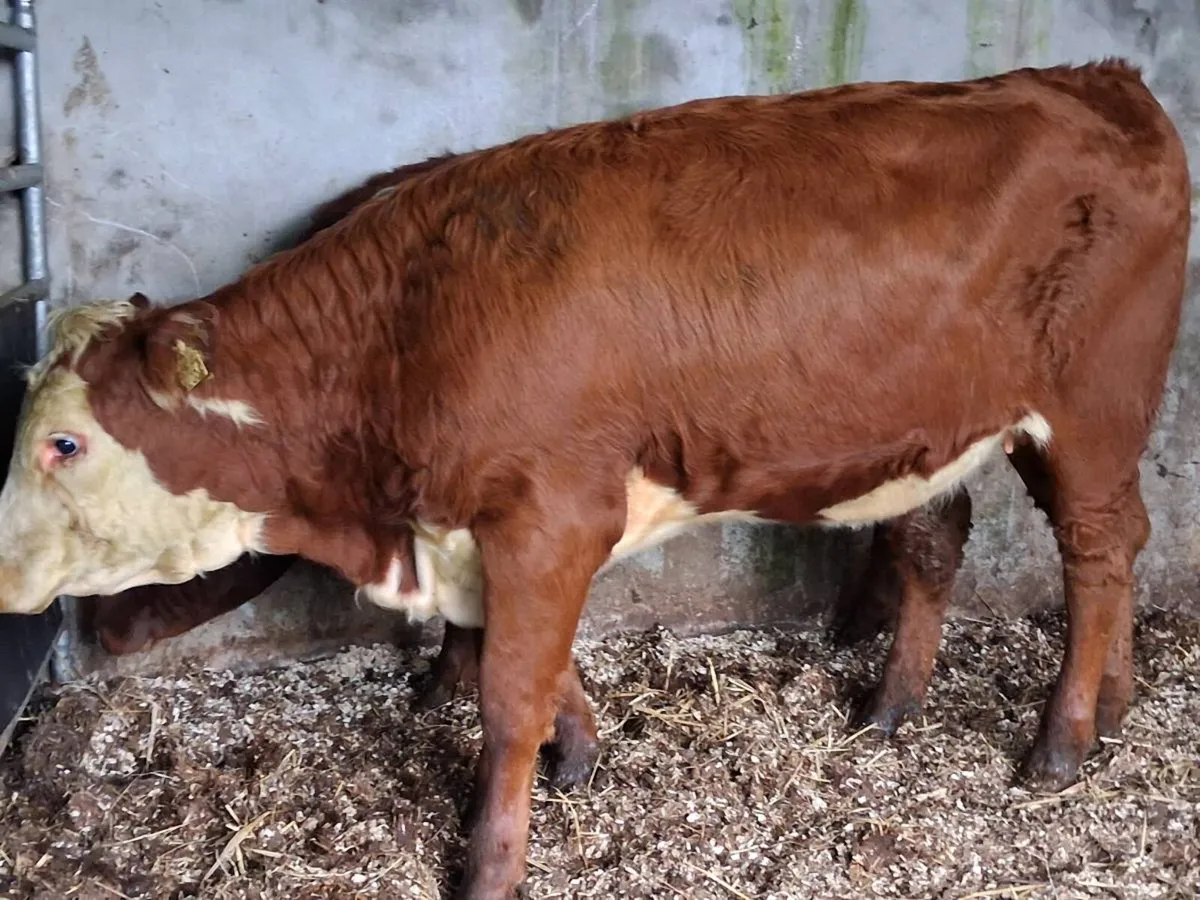 2 Limousin Weanling Heifers - Image 4