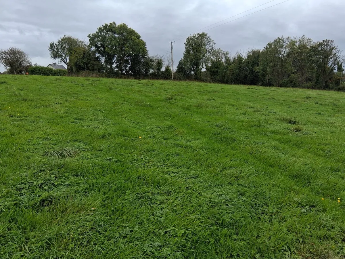 Third cut grass - Image 2