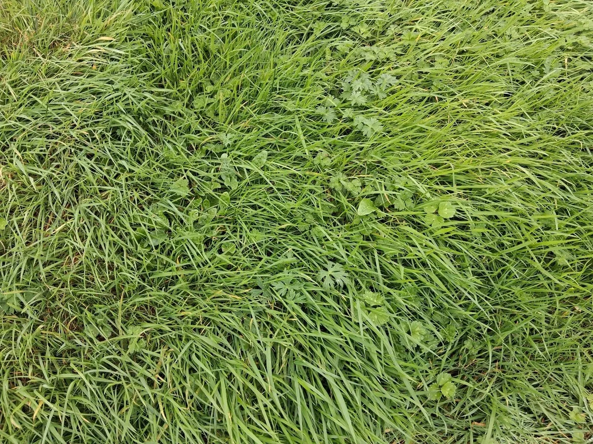 Third cut grass - Image 1