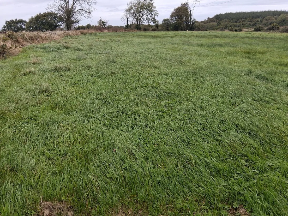 Third cut grass - Image 3