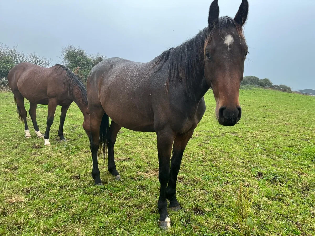 3 year old horses - Image 1