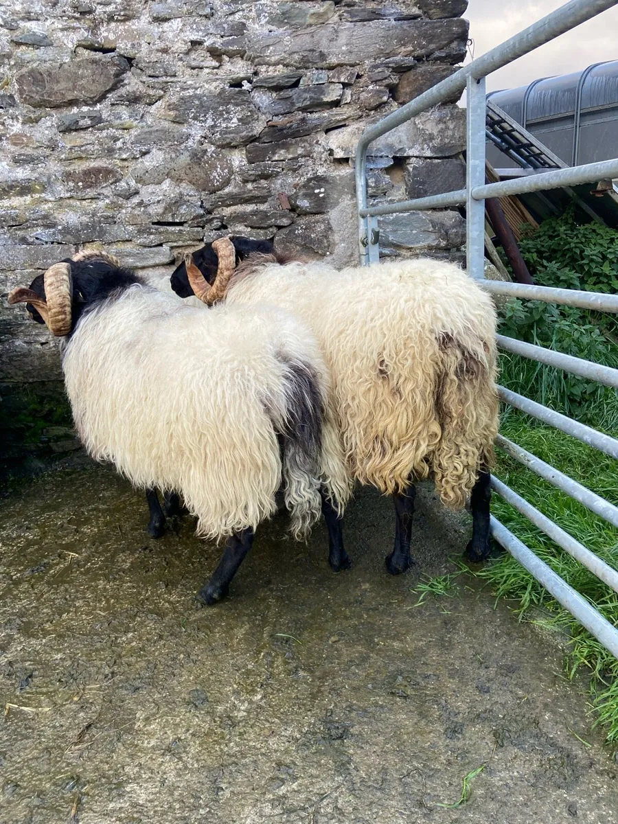 Hogget rams and lambs - Image 1