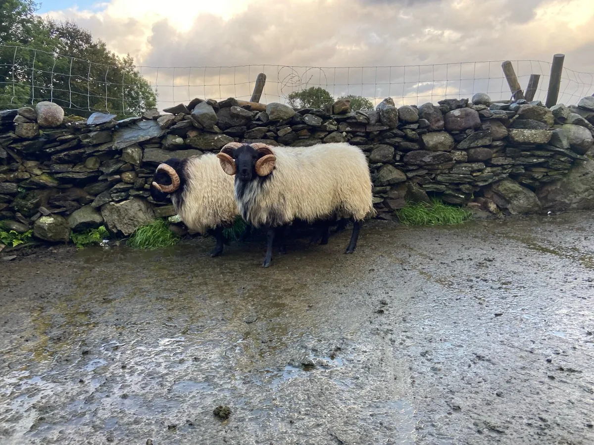 Hogget rams and lambs - Image 2