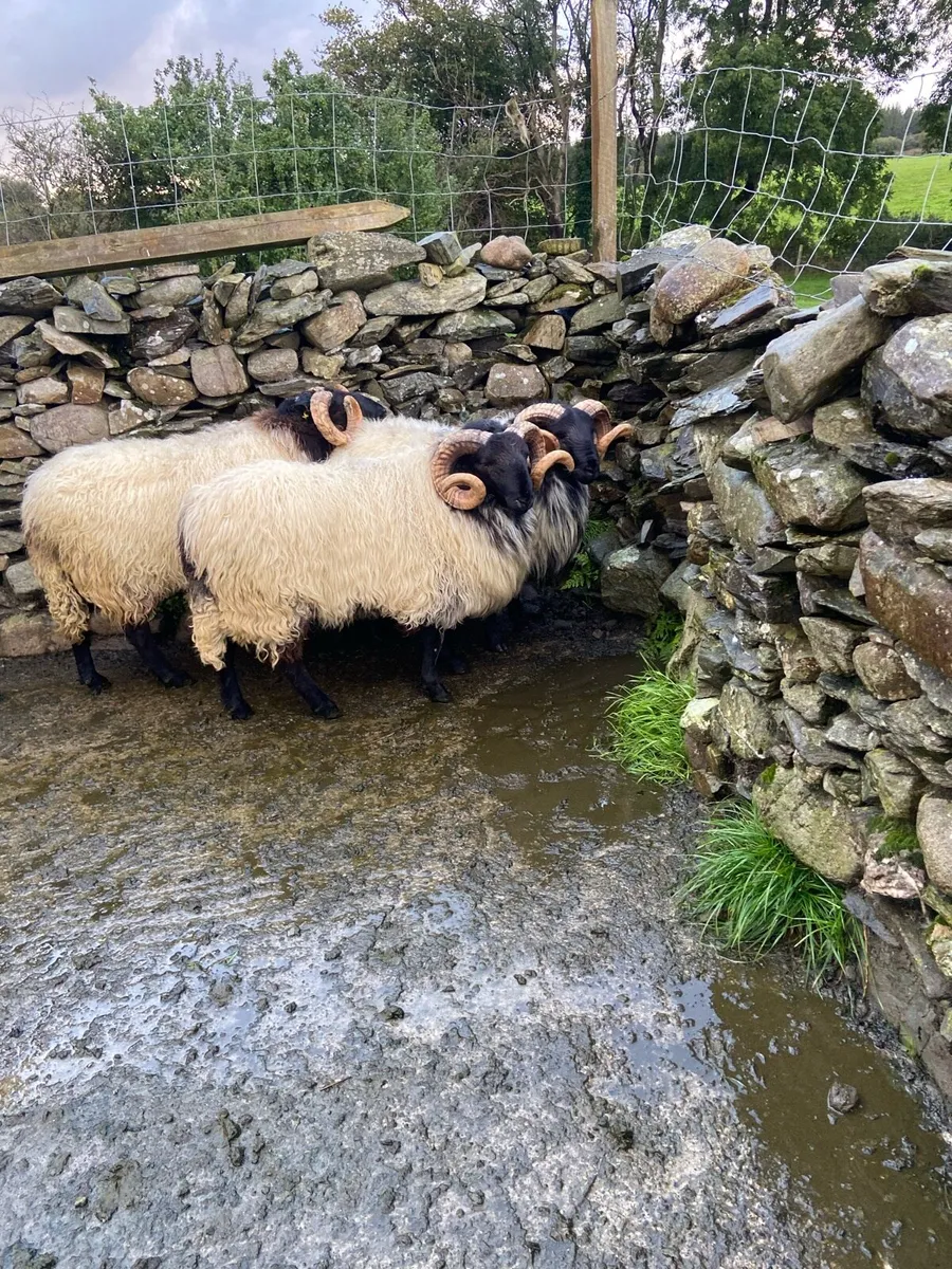 Hogget rams and lambs - Image 3