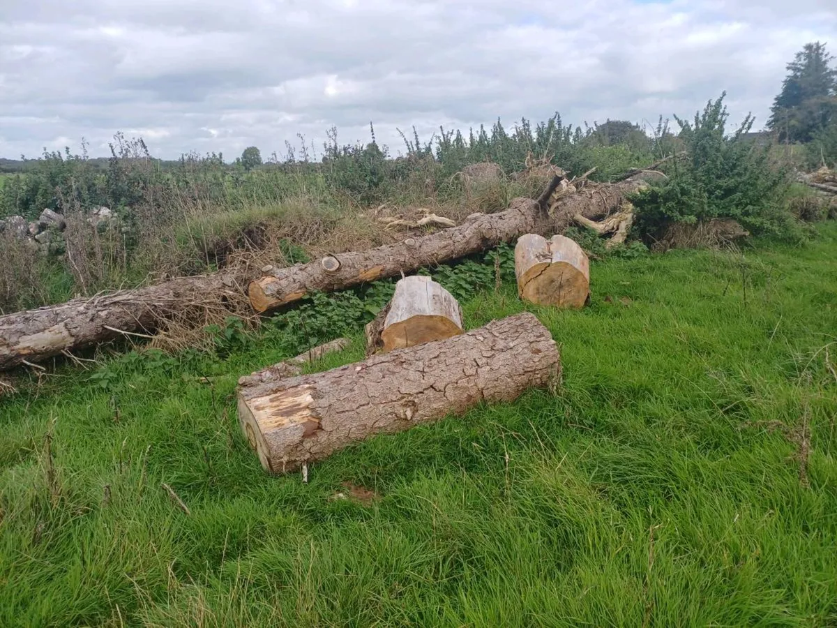 Timber - Image 2