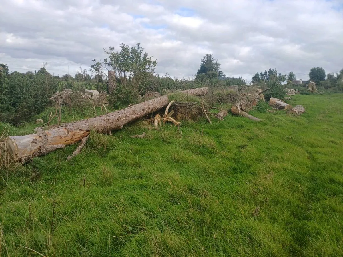 Timber - Image 3