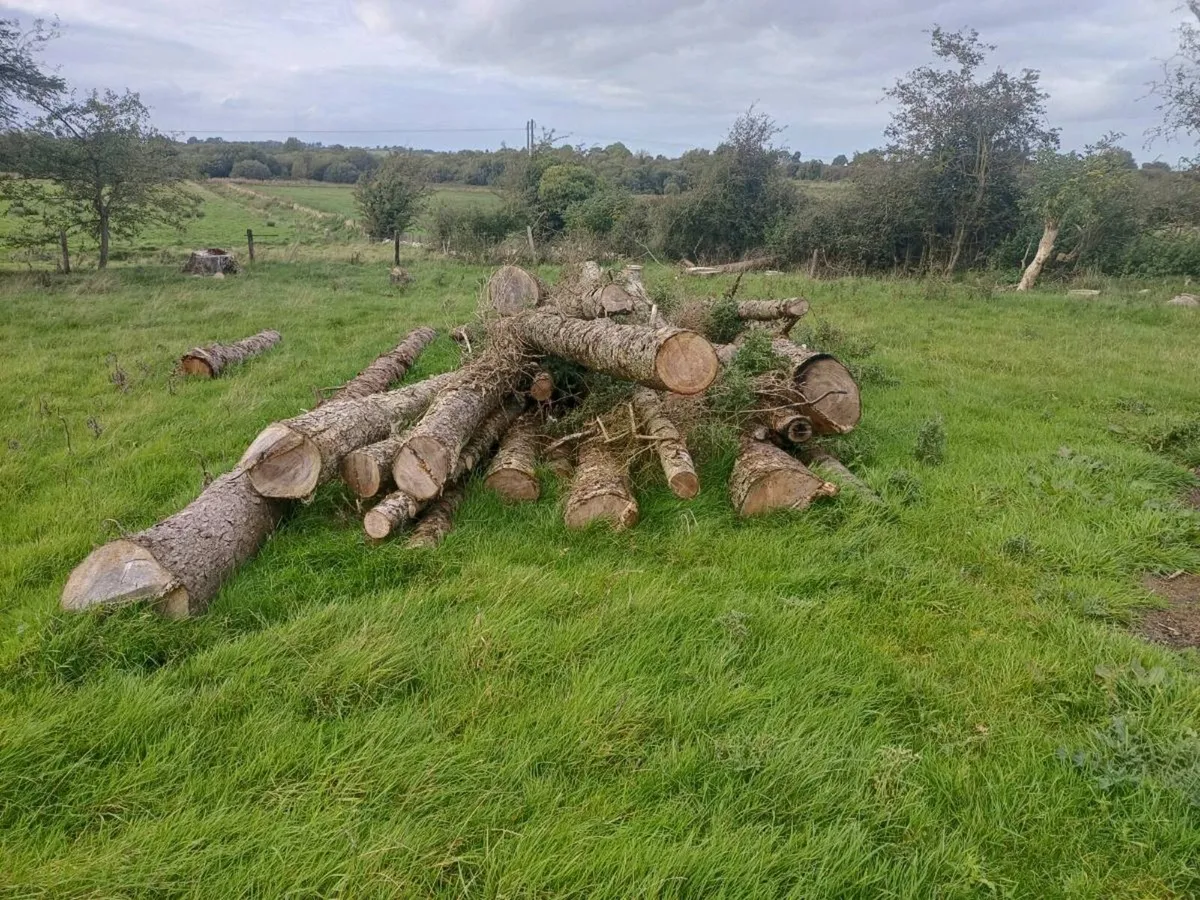 Timber - Image 4
