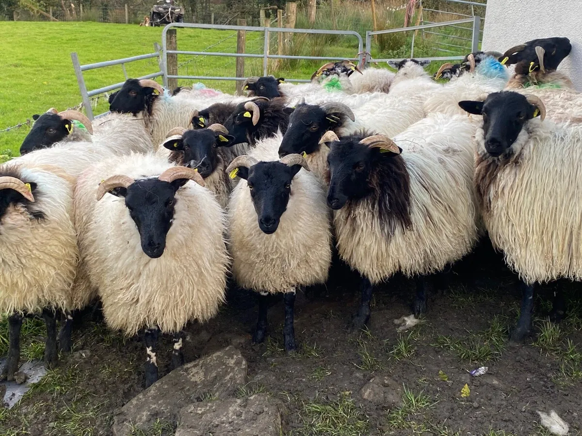 21 Super Horned Ewe Lambs - Image 1