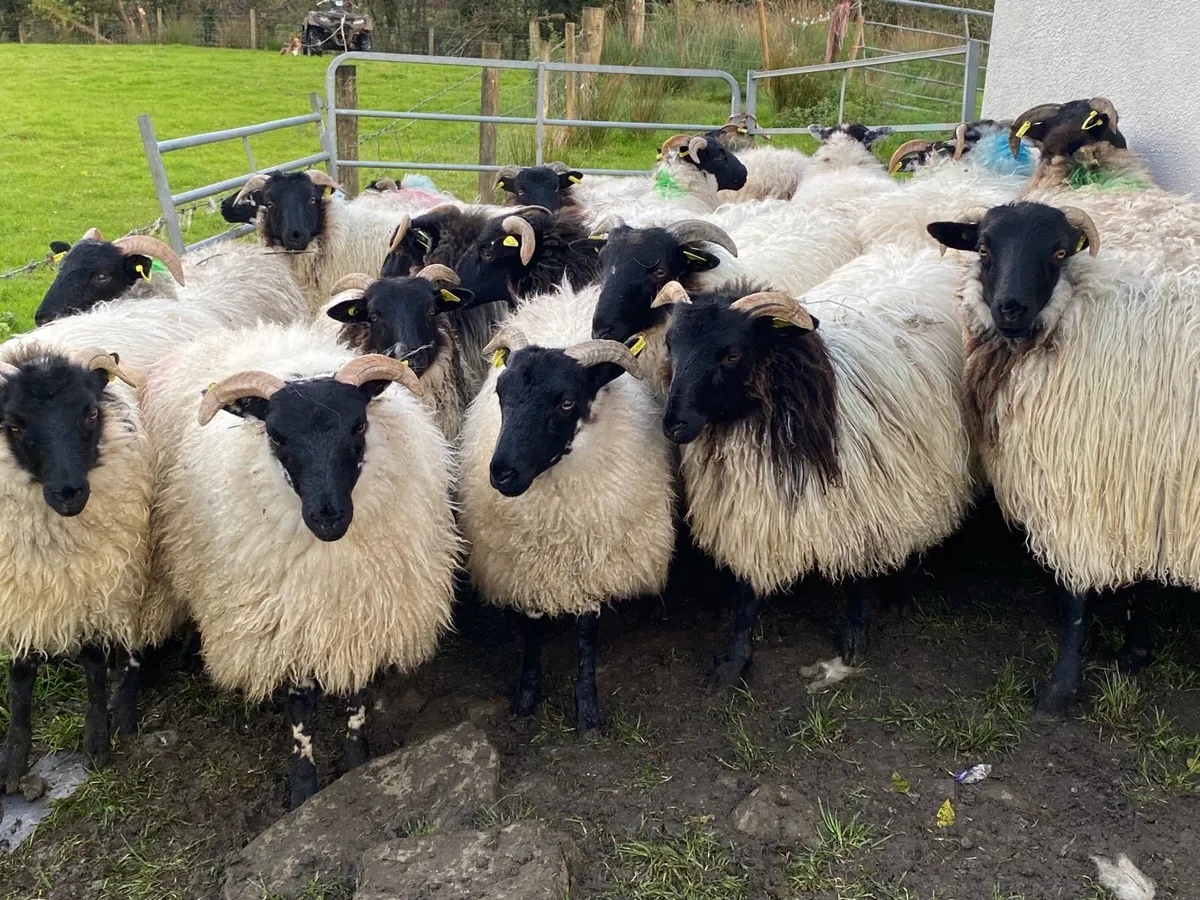 21 Super Horned Ewe Lambs - Image 2