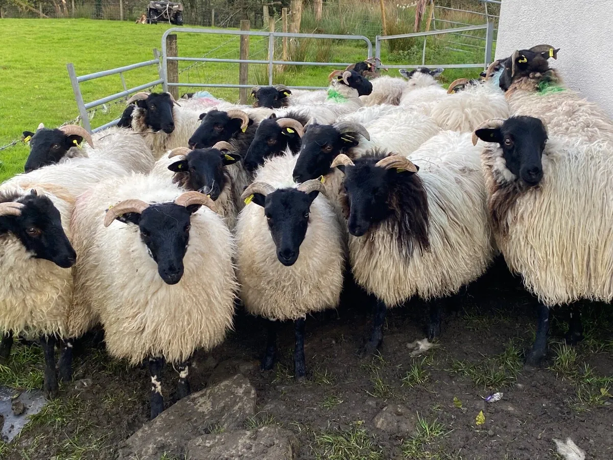 21 Super Horned Ewe Lambs - Image 3