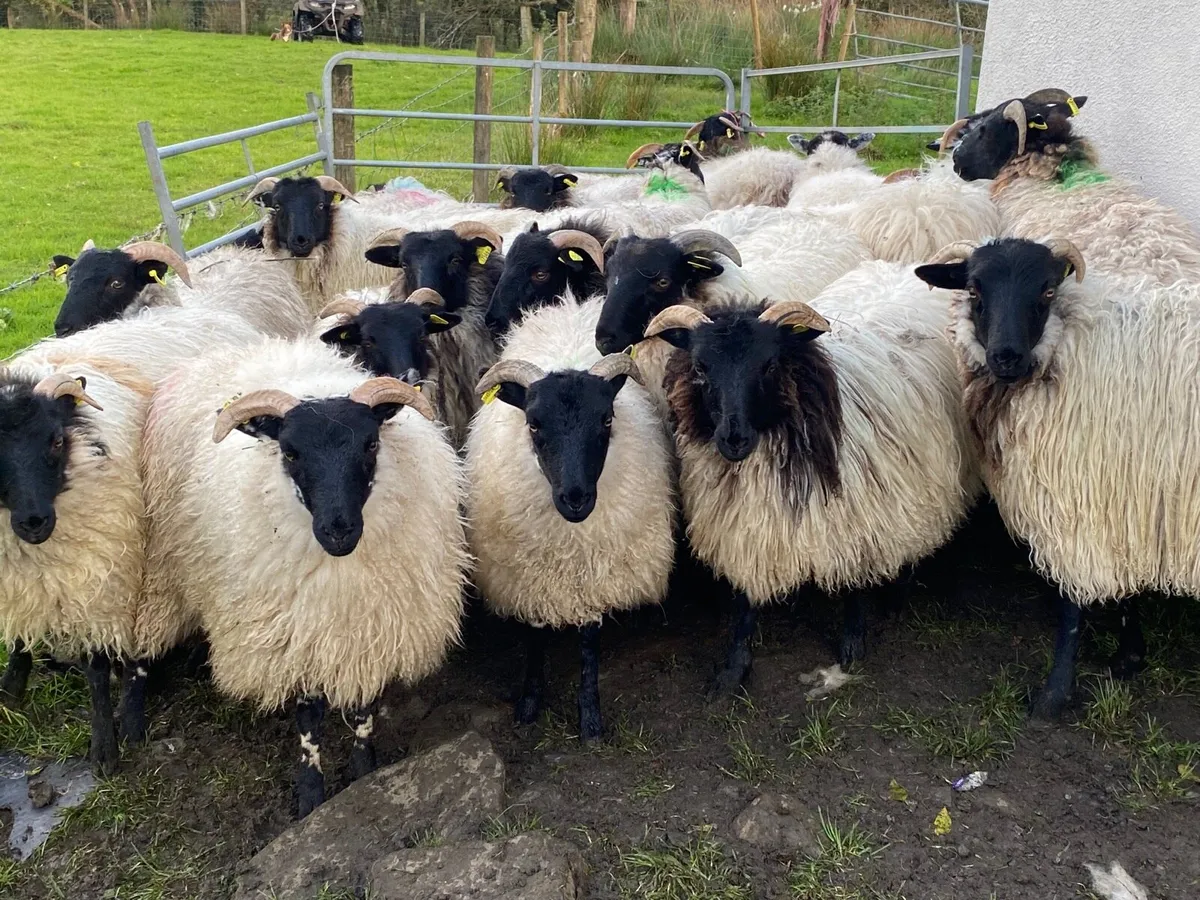 21 Super Horned Ewe Lambs - Image 4