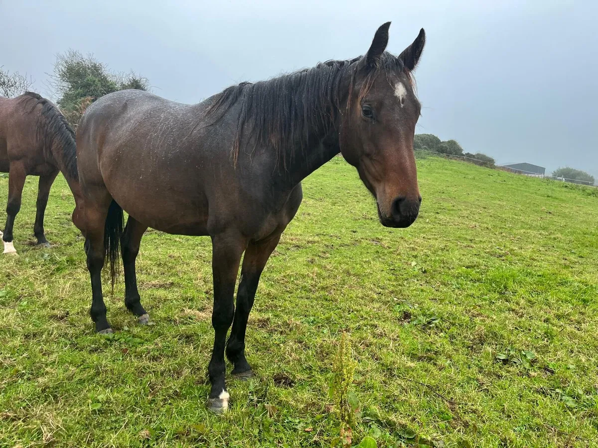 3 year old horses - Image 2