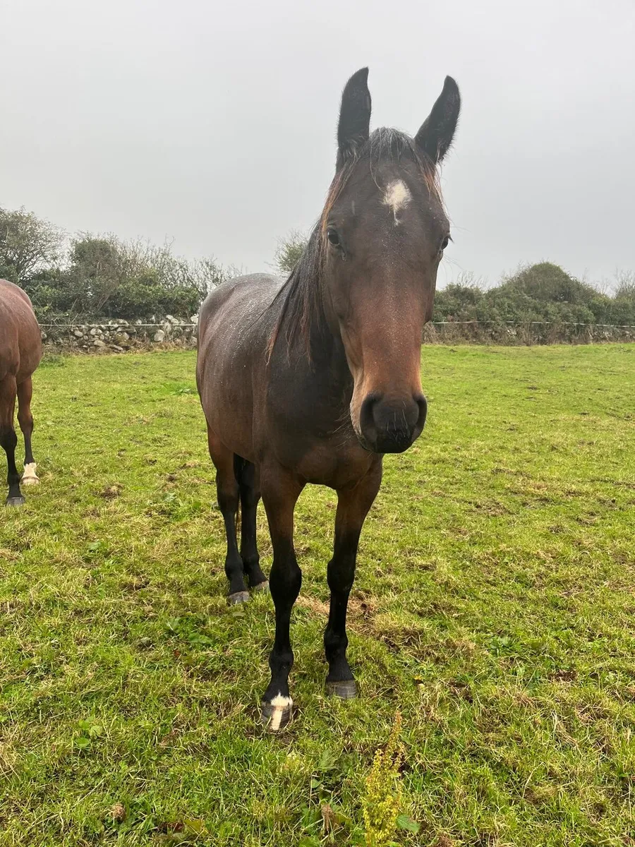 3 year old horses - Image 3