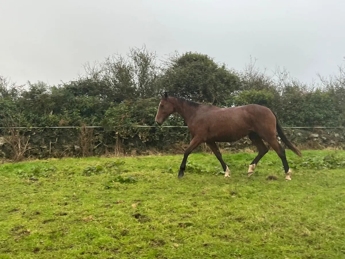 3 year old horses - Image 4