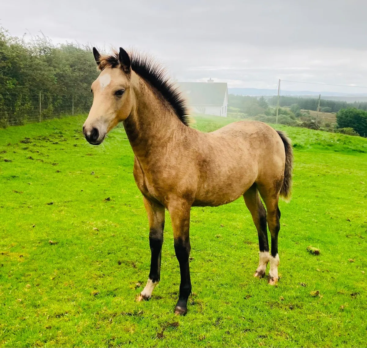 Connemara dun colt foal - Image 1