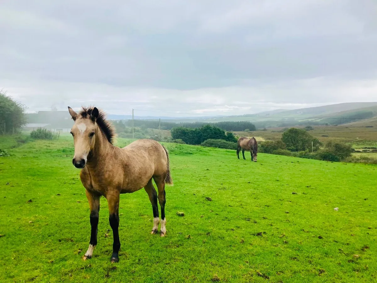 Connemara dun colt foal - Image 2