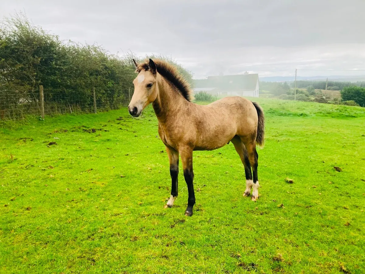 Connemara dun colt foal - Image 3