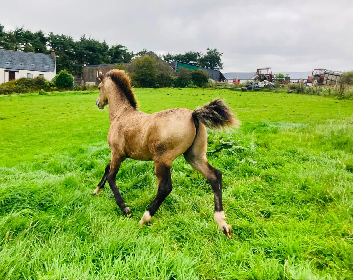 Connemara dun colt foal - Image 4