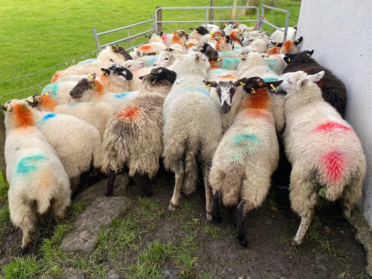 38 Super Ewe Lambs - Image 1