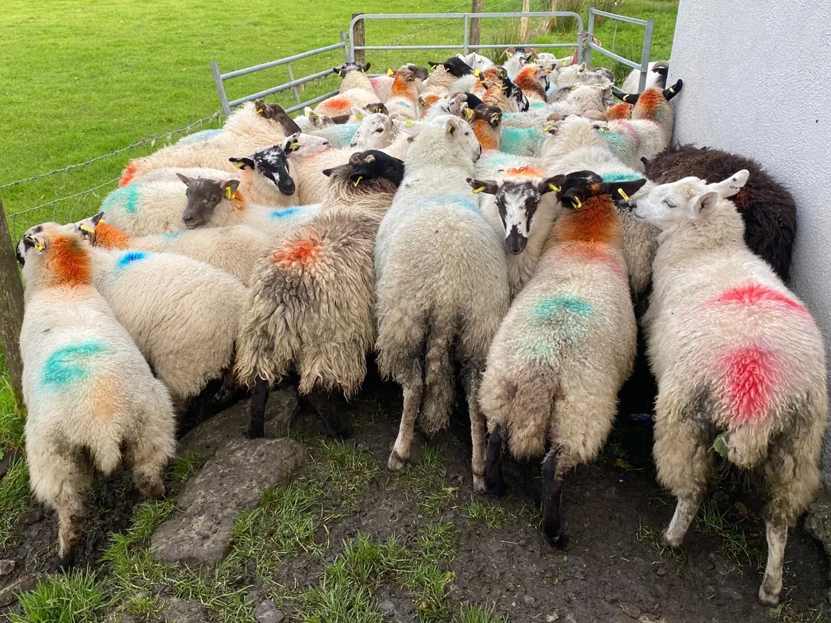 38 Super Ewe Lambs - Image 2