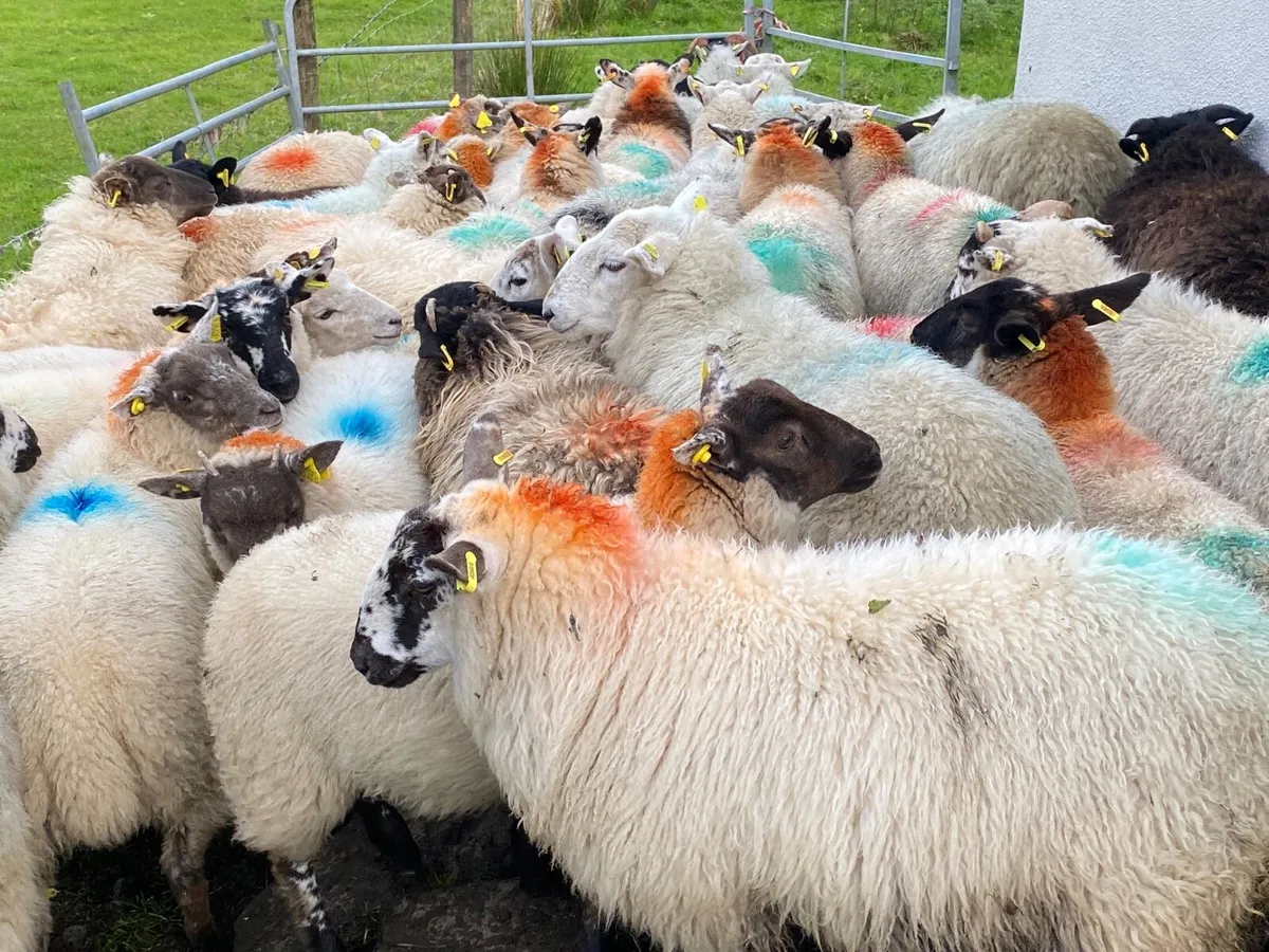 38 Super Ewe Lambs - Image 3