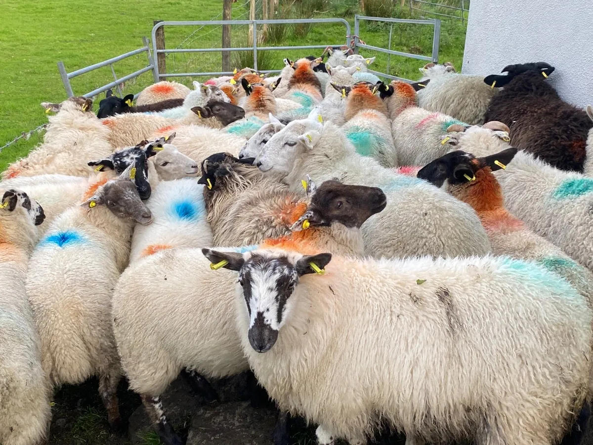 38 Super Ewe Lambs - Image 4