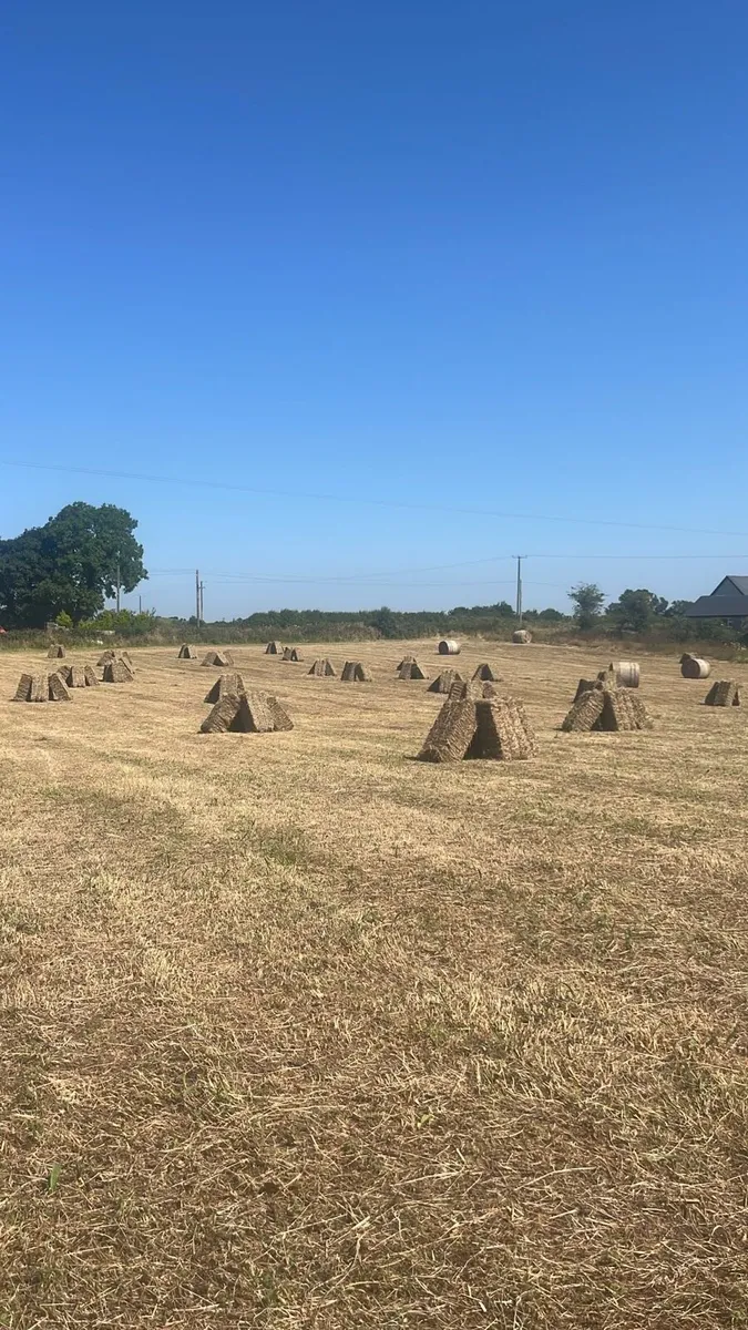 Small bales of Hay for sale - Image 1