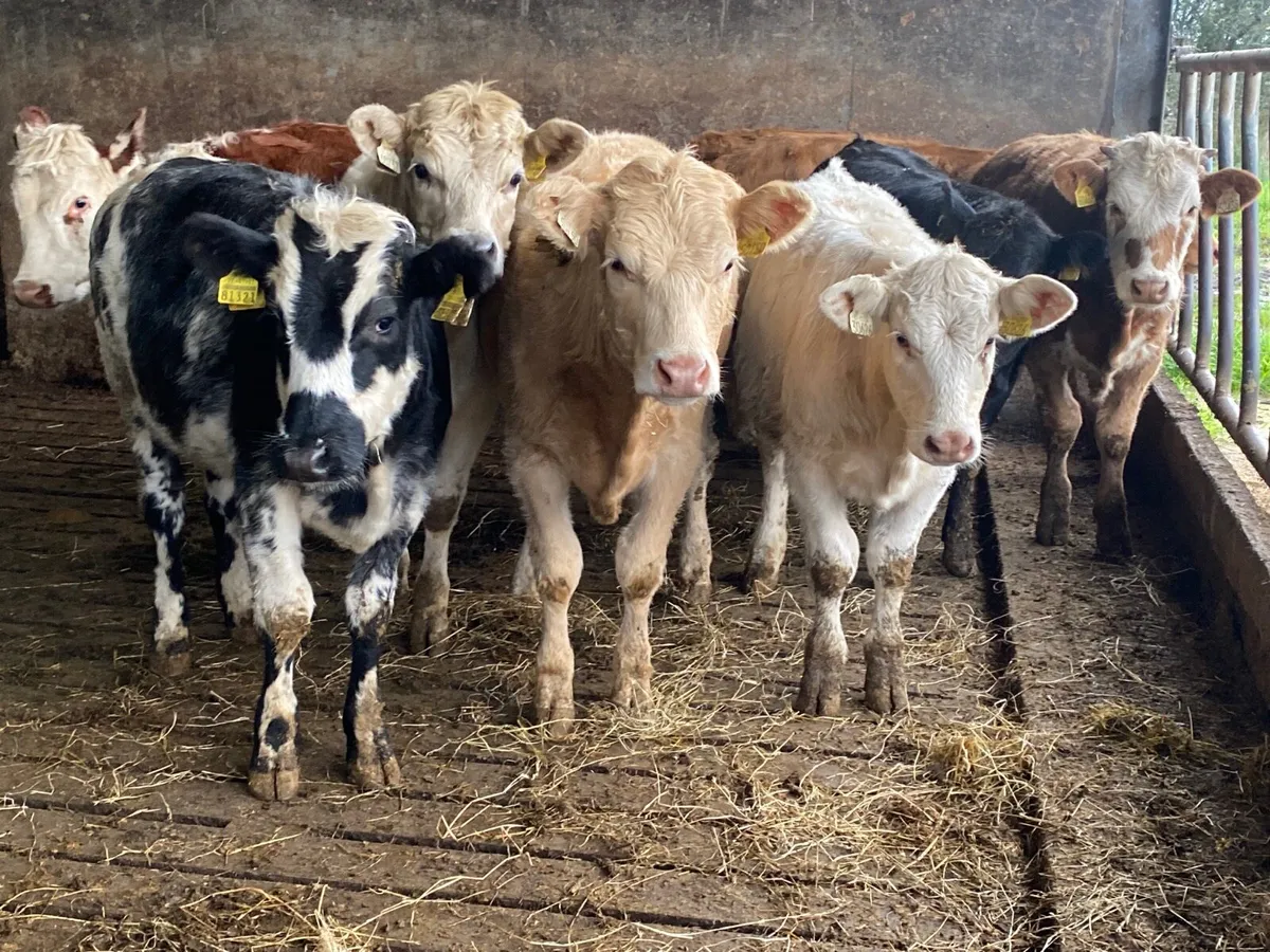 8 Heifer Weanlings - Image 1