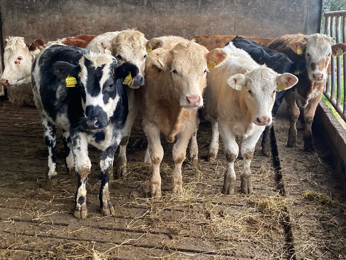 8 Heifer Weanlings - Image 2