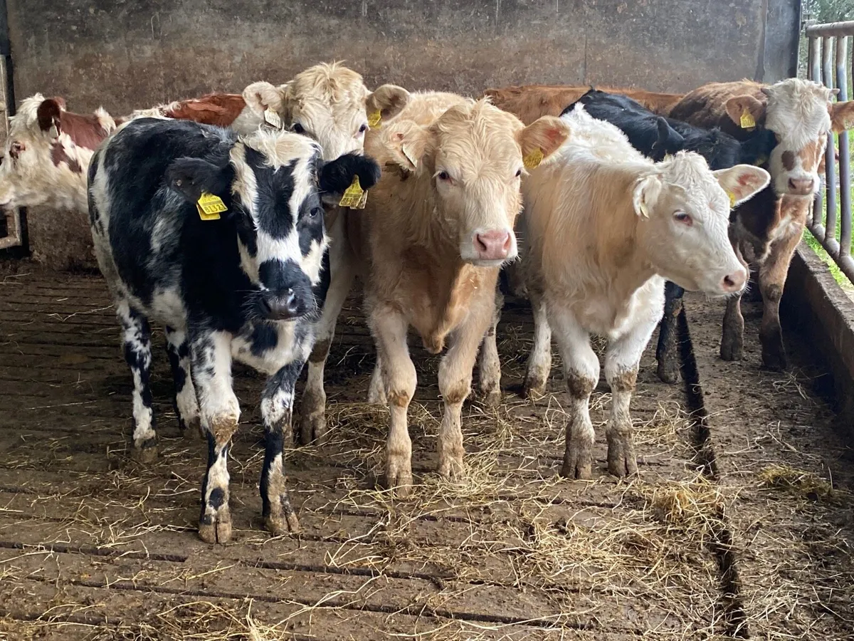 8 Heifer Weanlings - Image 3
