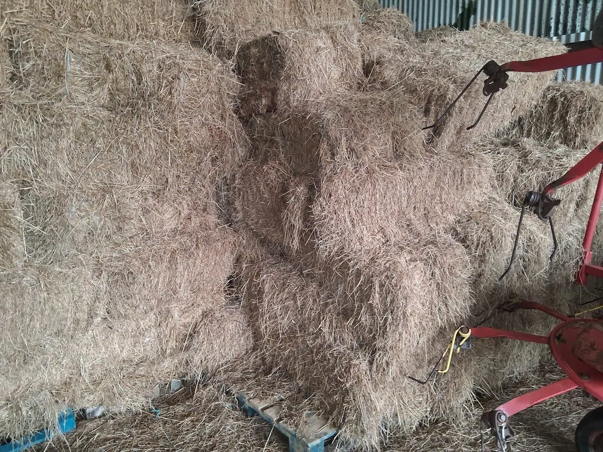 Small bales of Hay for sale - Image 2