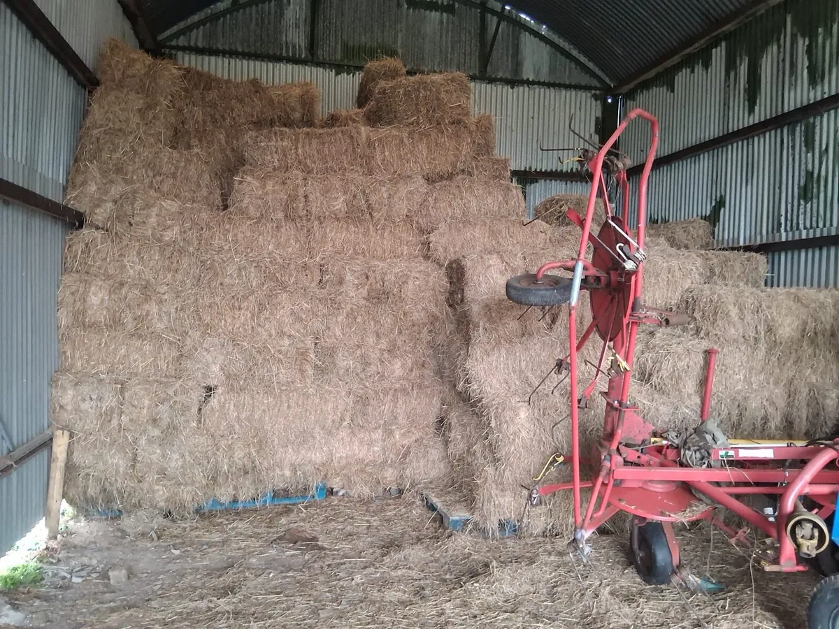 Small bales of Hay for sale - Image 3