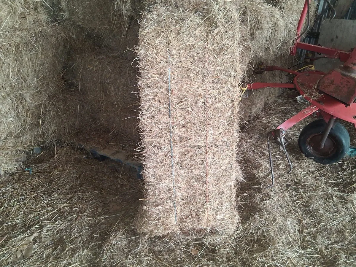 Small bales of Hay for sale - Image 4