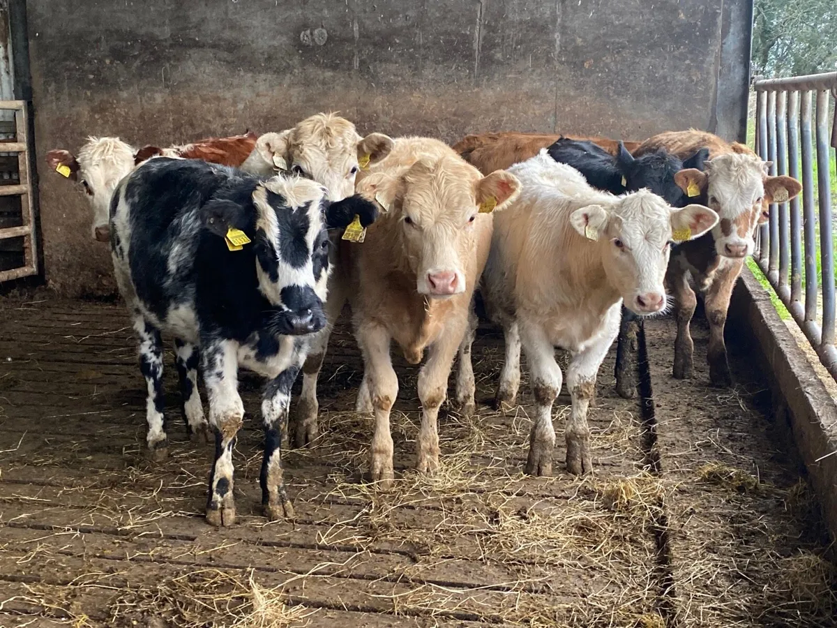 8 Heifer Weanlings - Image 4