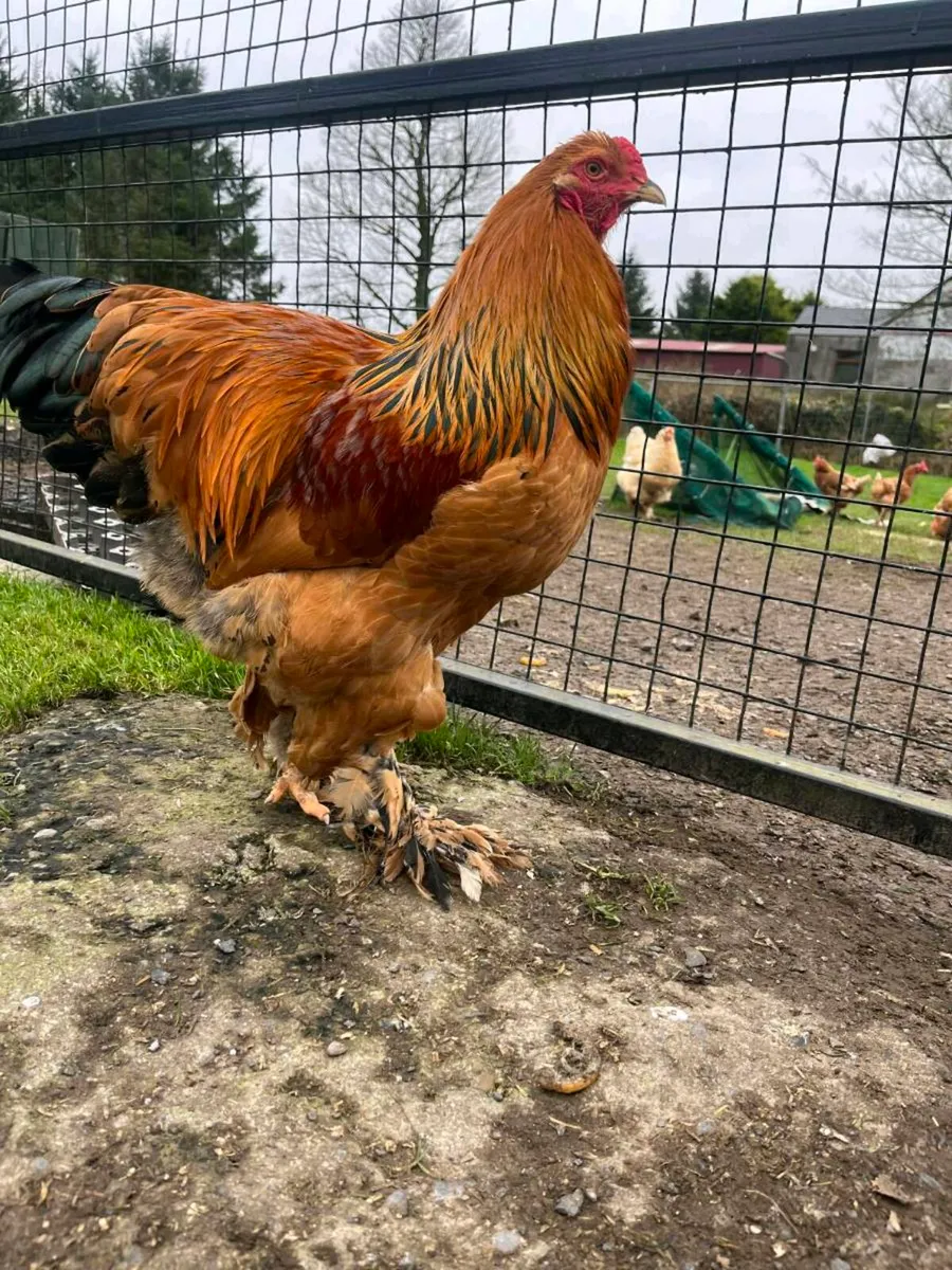 Poultry - Image 4