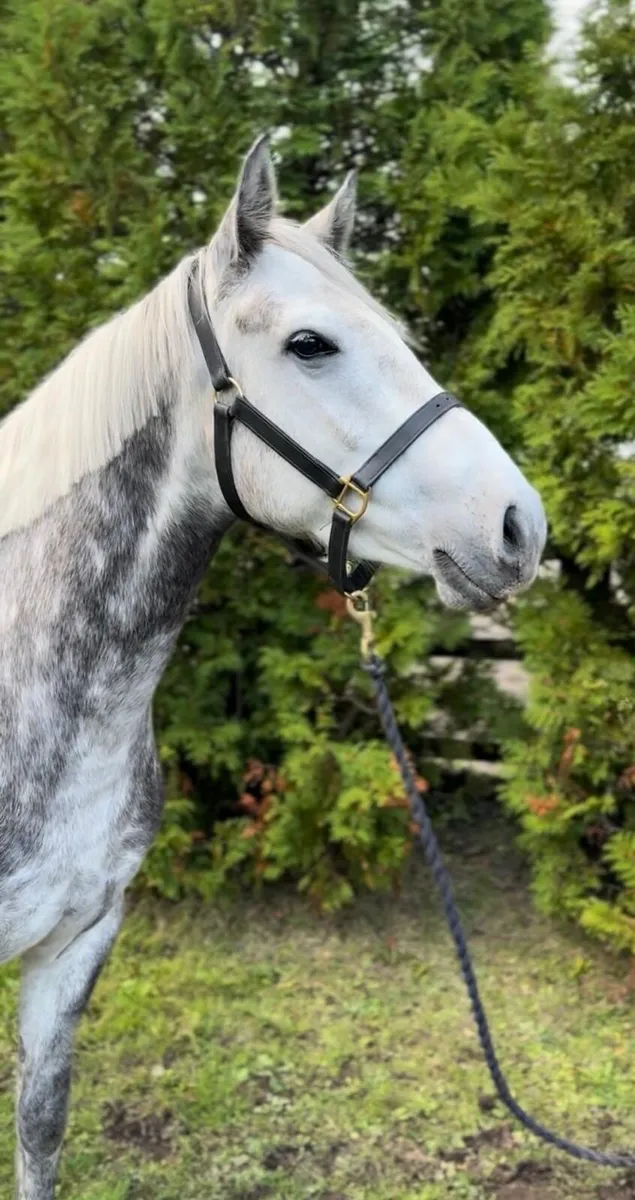 Glenariska silver star - purebred Connemara - Image 1