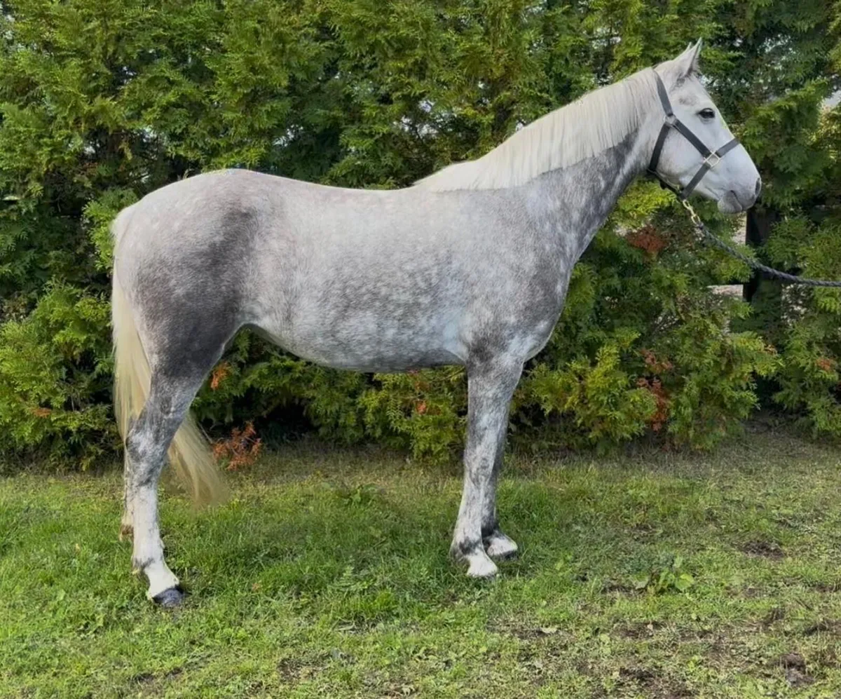 Glenariska silver star - purebred Connemara - Image 2
