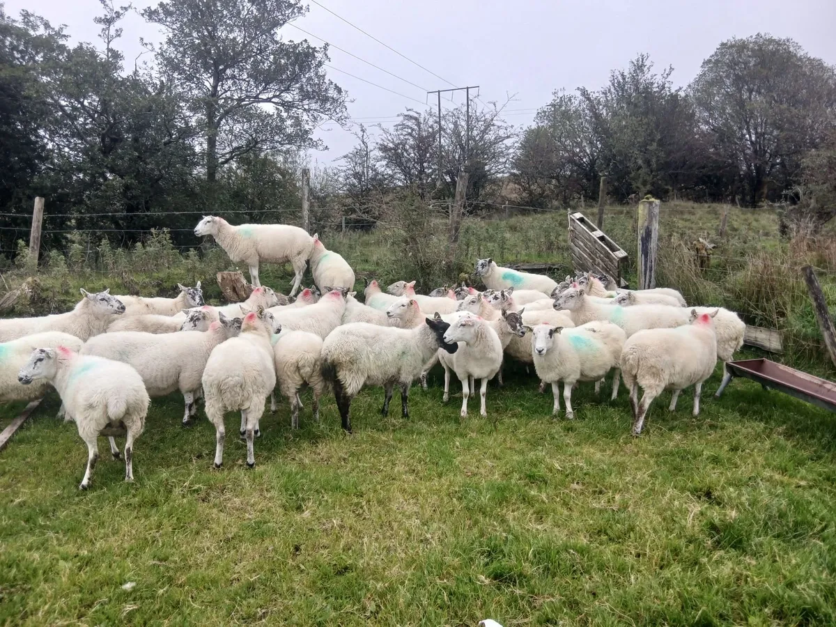 Ewes - Image 1