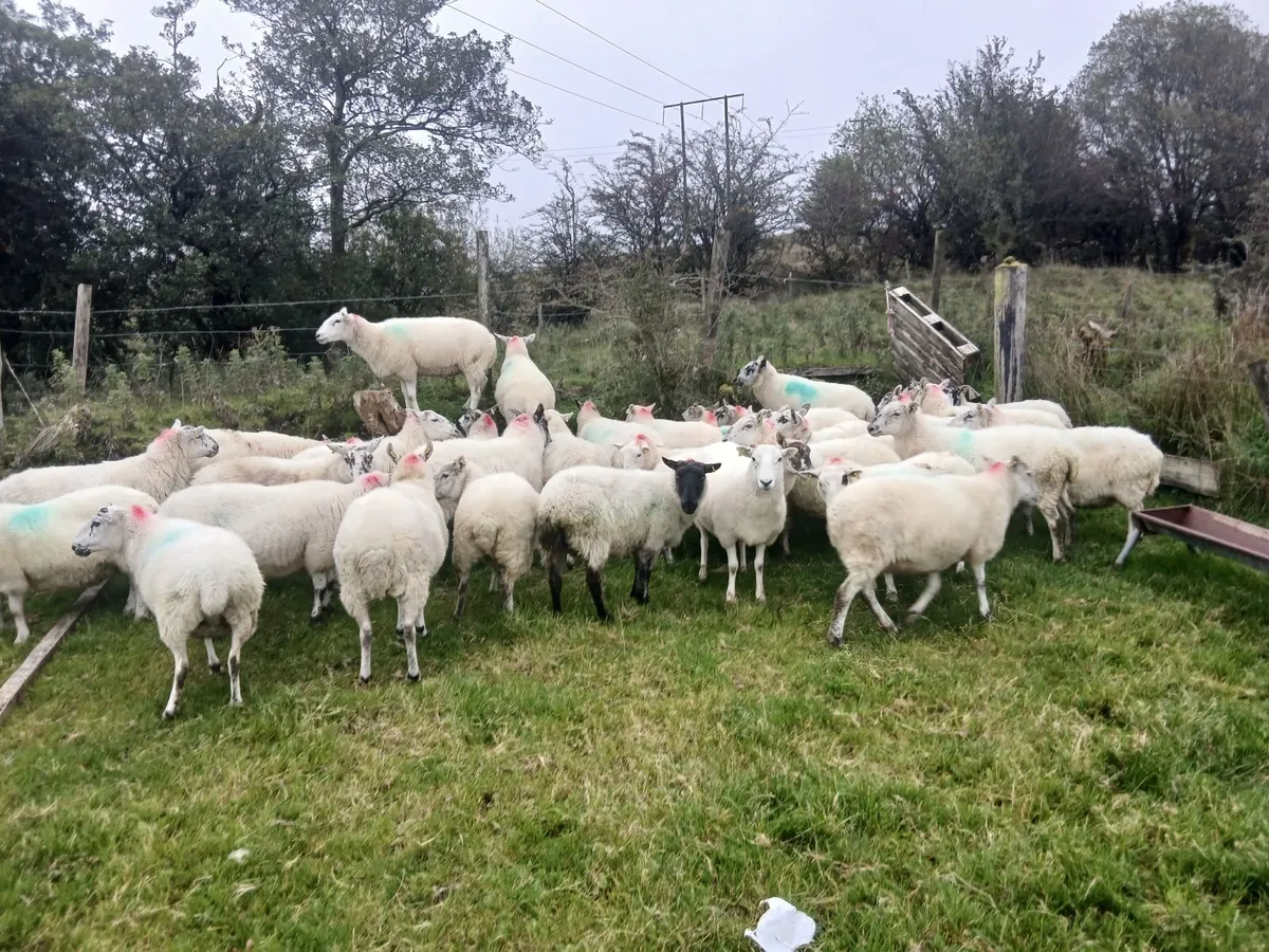 Ewes - Image 3