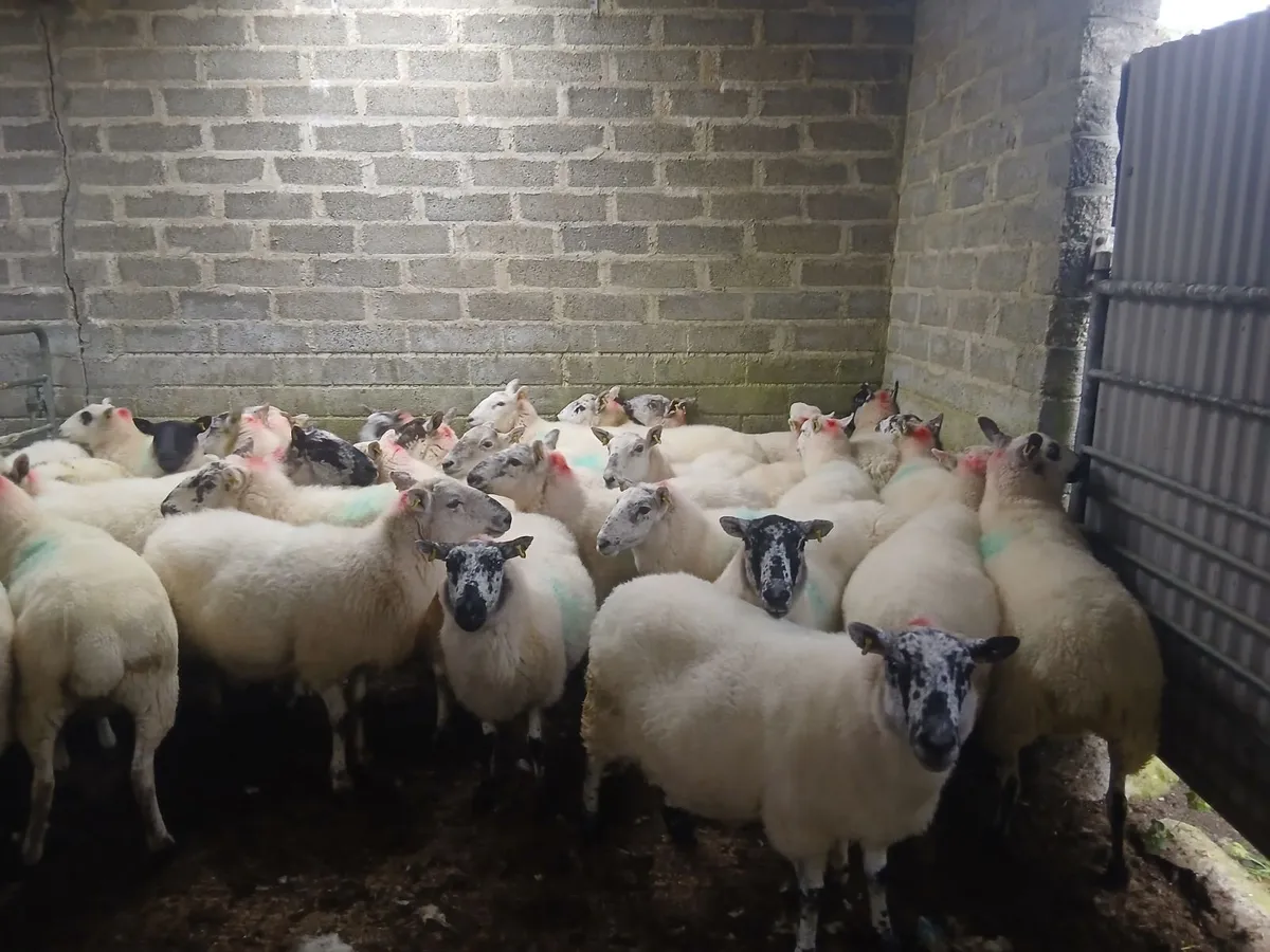 Ewes - Image 4