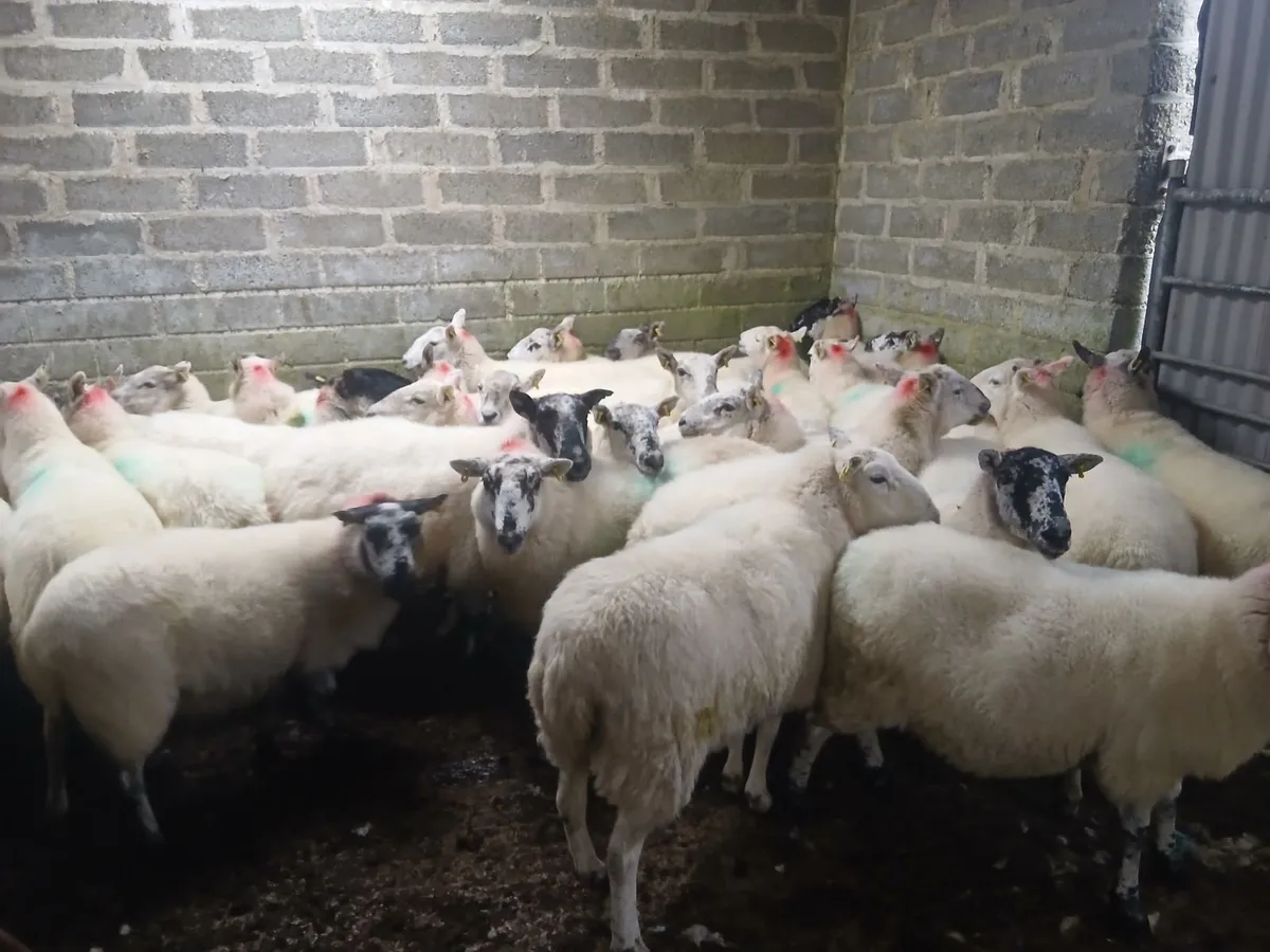 Ewes - Image 2