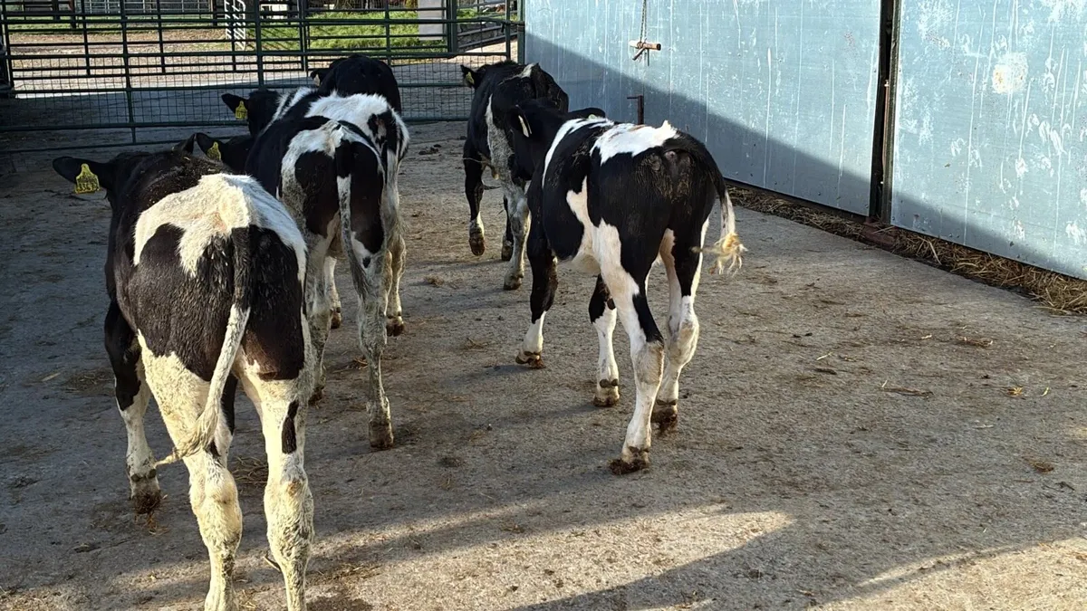 5 super British Frisian bulls - Image 1
