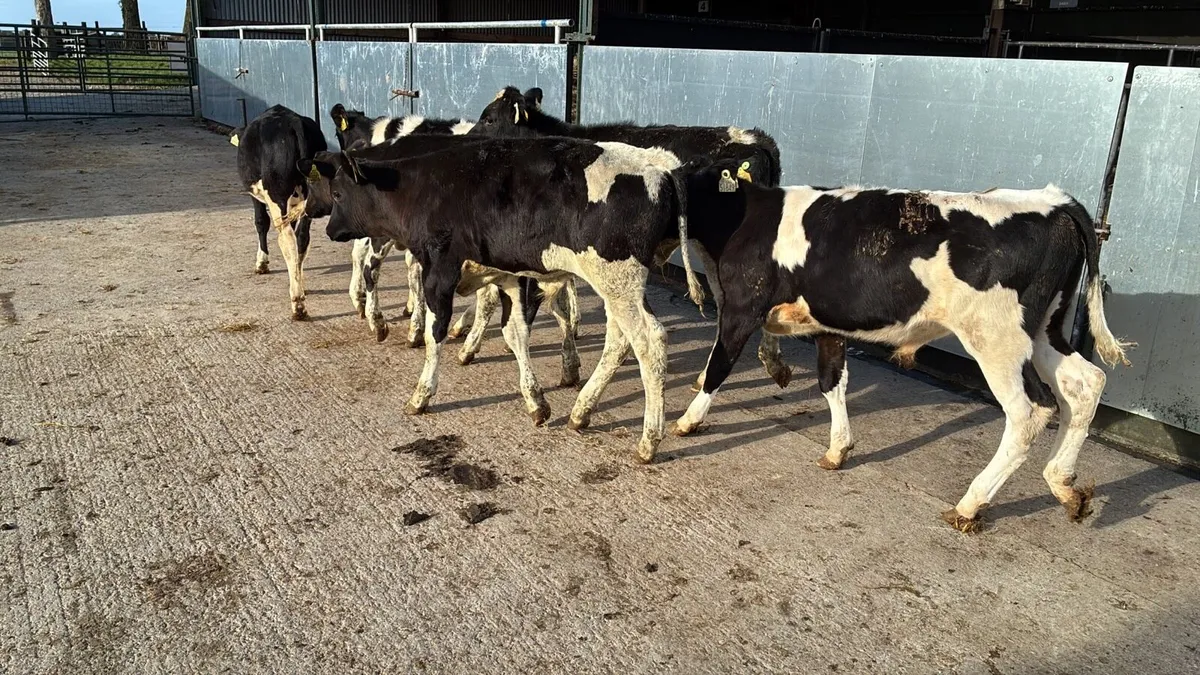 5 super British Frisian bulls - Image 2