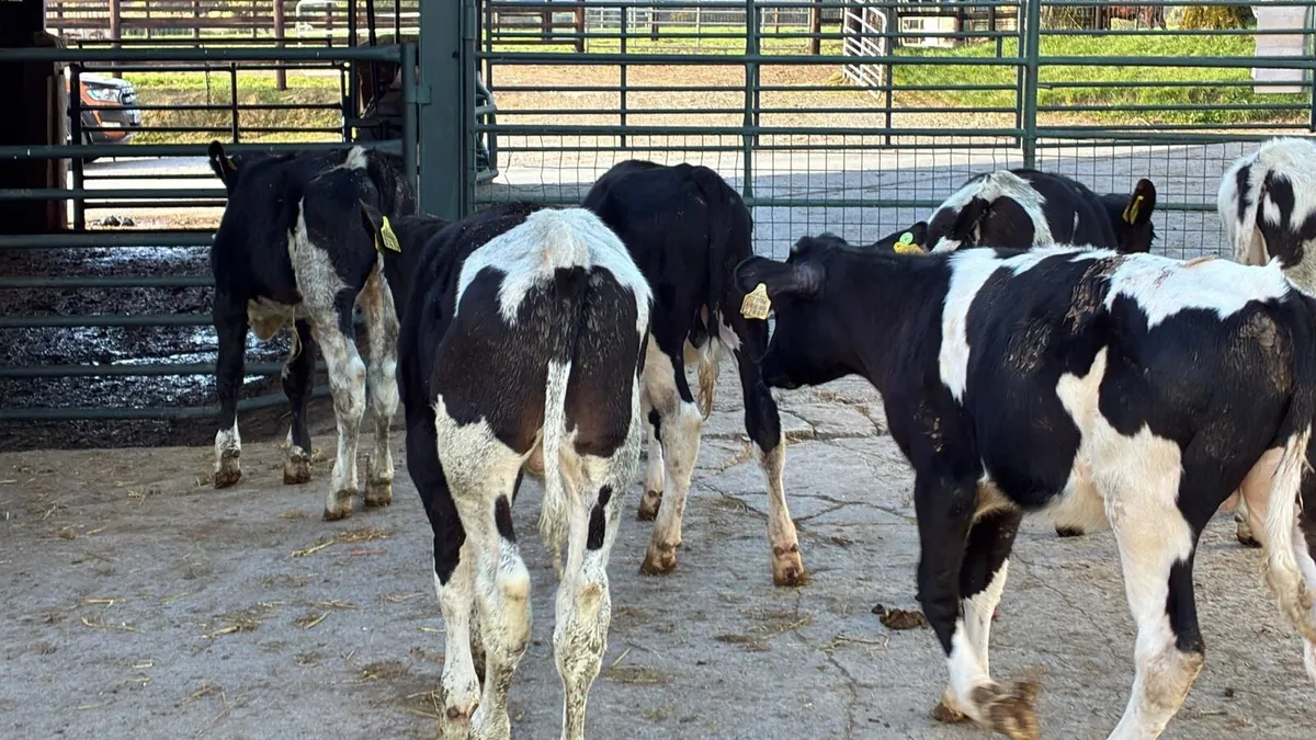 5 super British Frisian bulls - Image 3