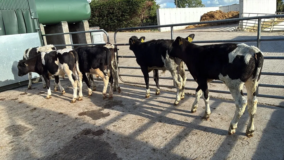 5 super British Frisian bulls - Image 4