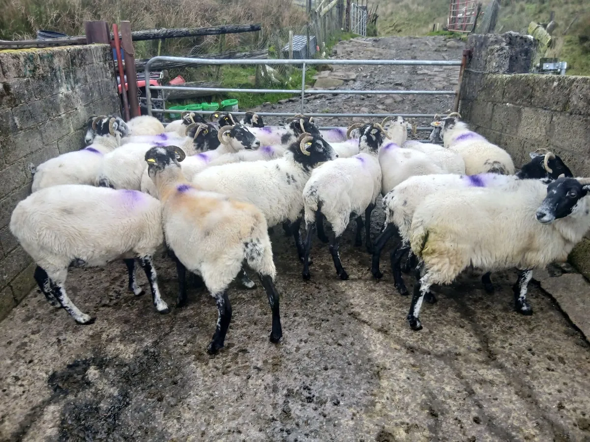 Ewes - Image 1