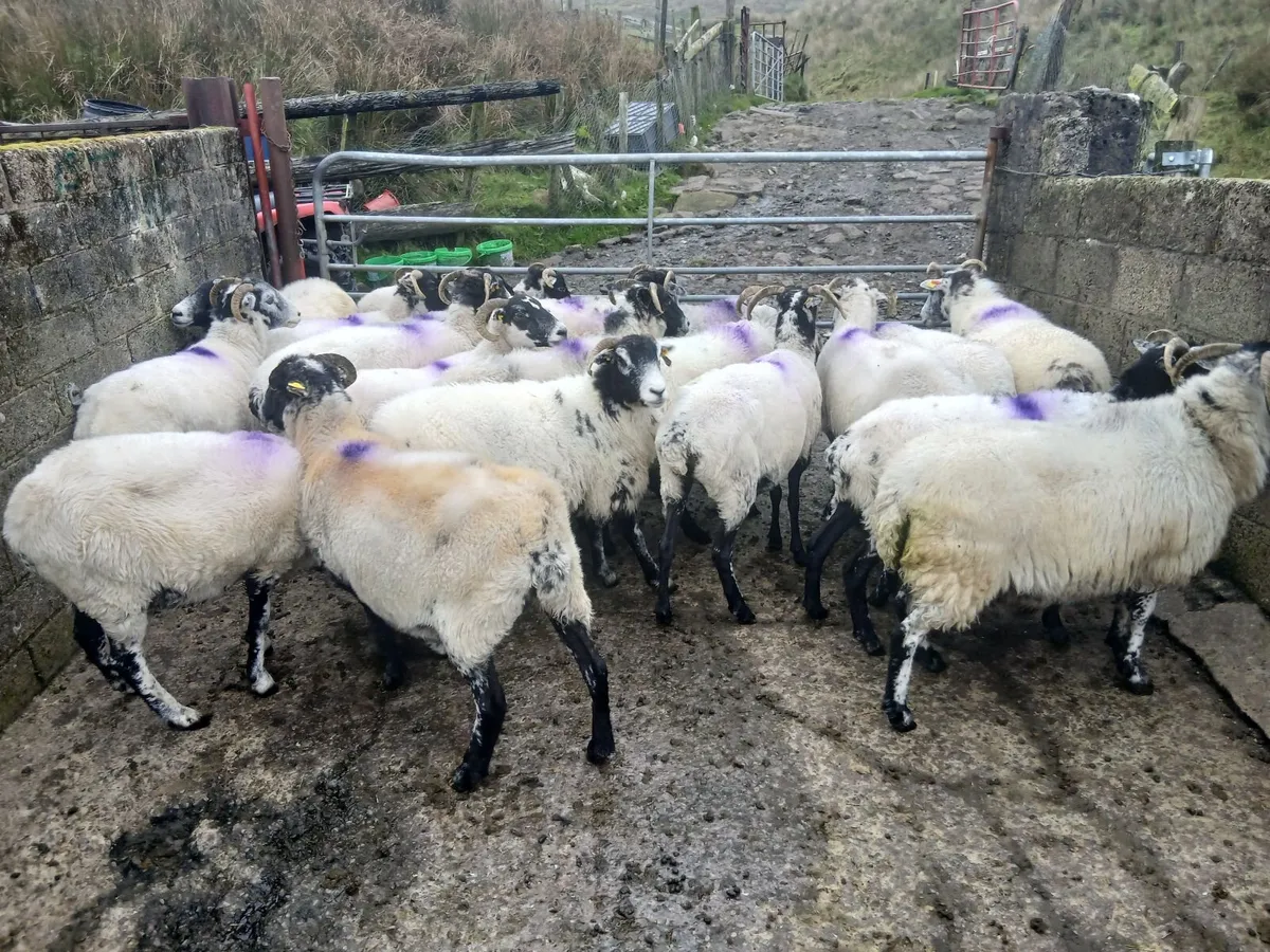 Ewes - Image 2