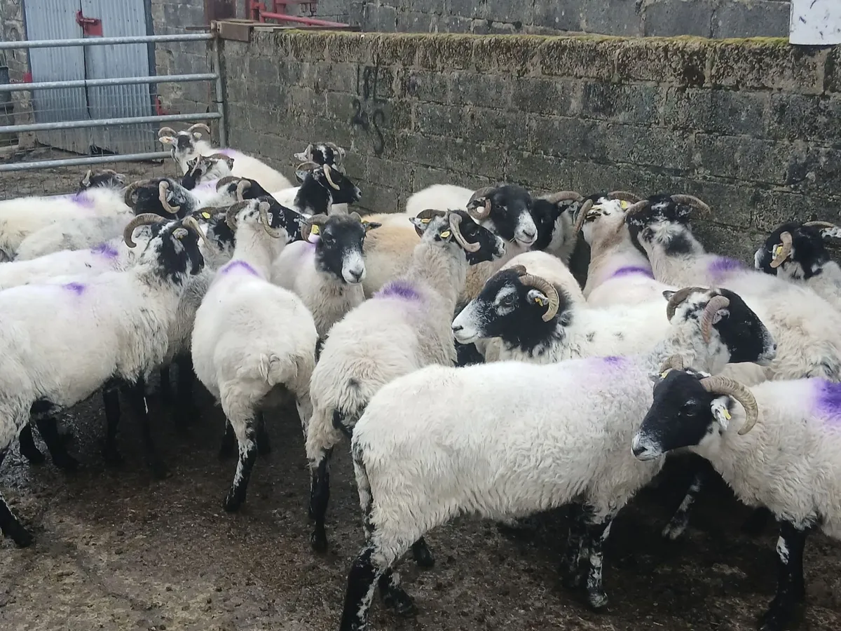 Ewes - Image 3