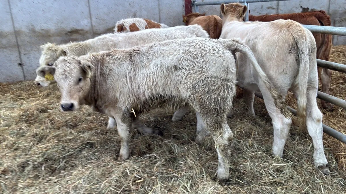 5 super charlaois heifer weanlings - Image 1