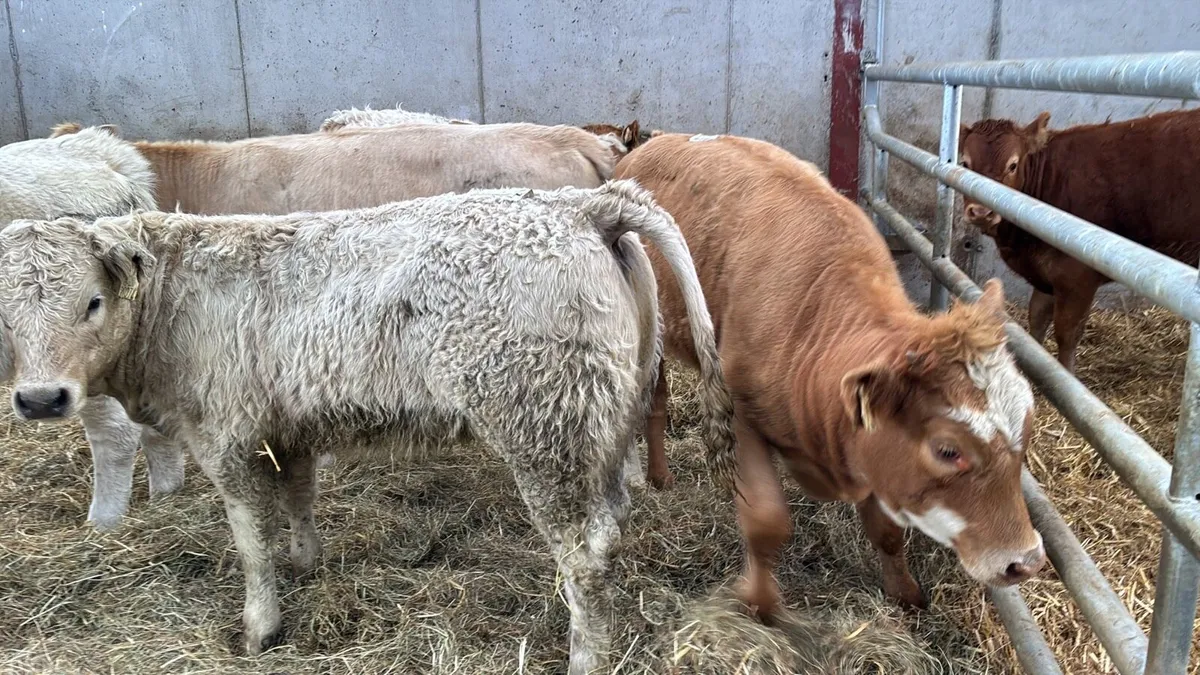 5 super charlaois heifer weanlings - Image 2